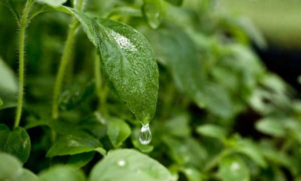 You are currently viewing FAKTA TENTANG STEVIA